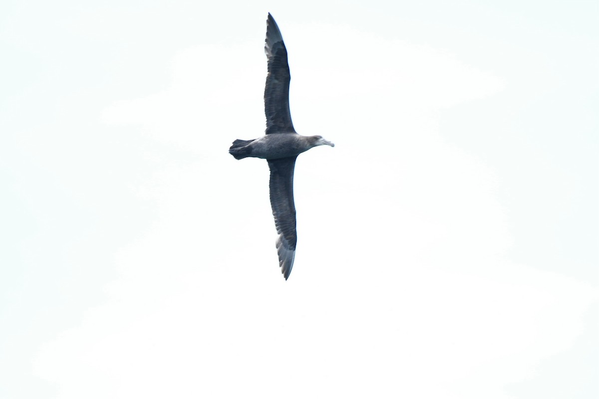 Northern Giant-Petrel - ML189523391