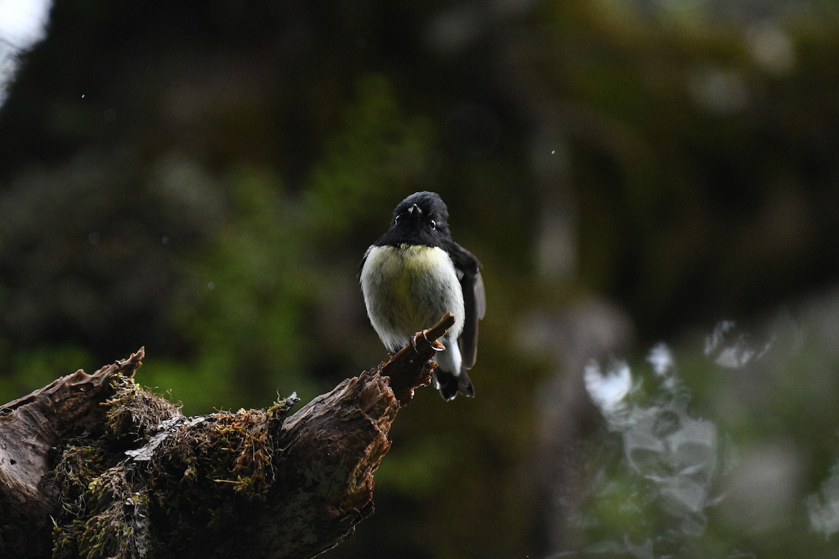 Petroica Carbonera - ML189523891