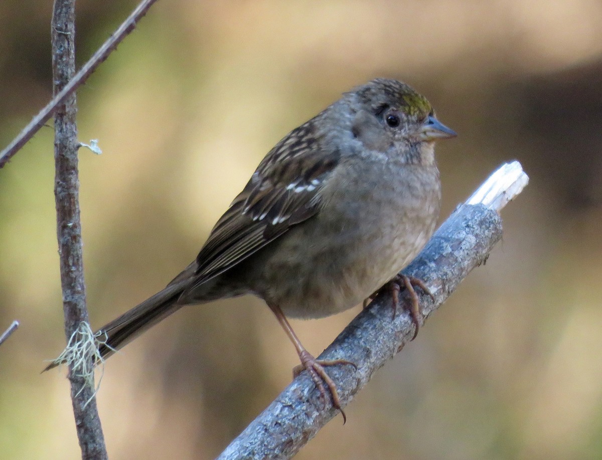 Golden-crowned Sparrow - ML189524021