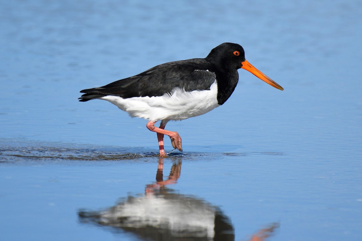 South Island Oystercatcher - ML189524521