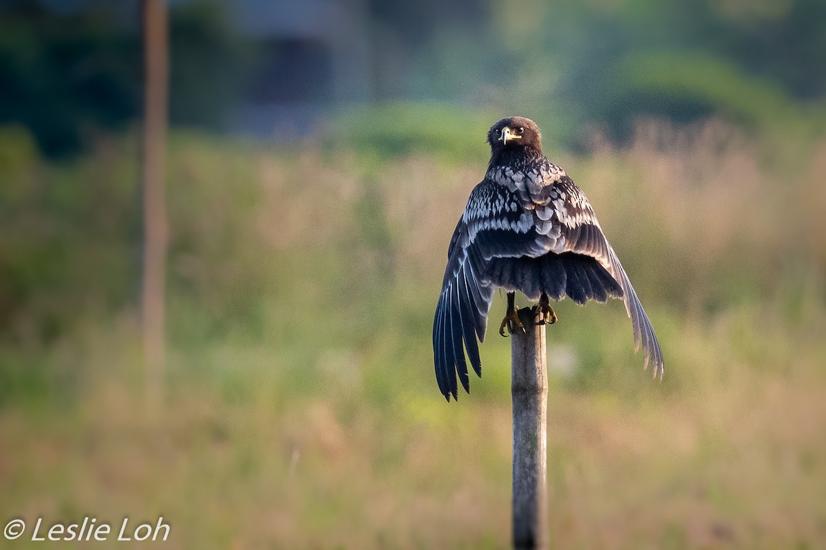 Greater Spotted Eagle - ML189524591