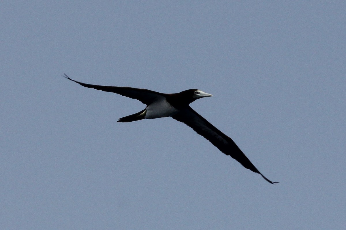 Brown Booby (Forster's) - Christian Goenner