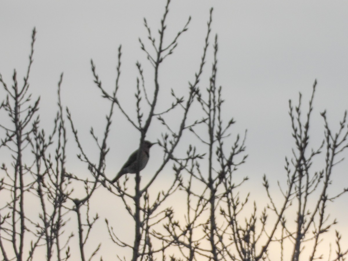 Northern Flicker - Elizabeth Pector