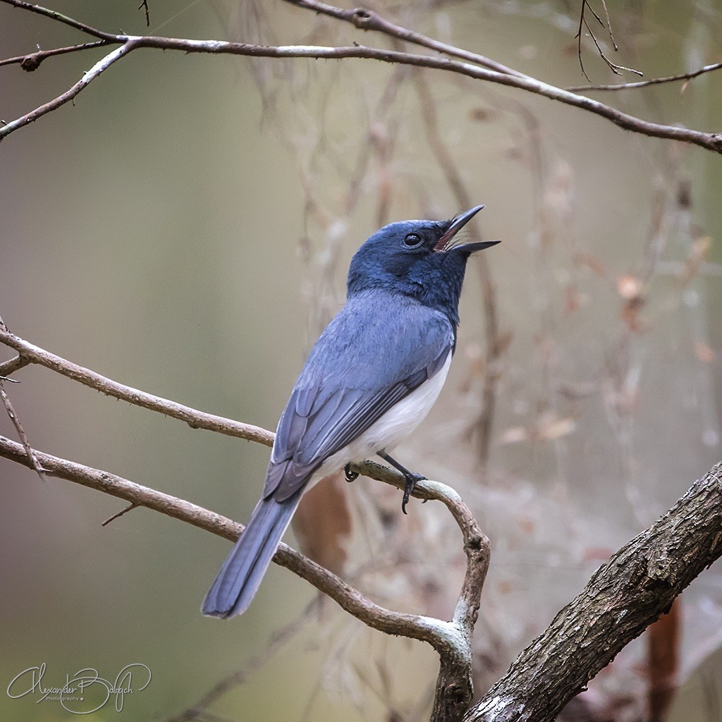 Leaden Flycatcher - ML189527111