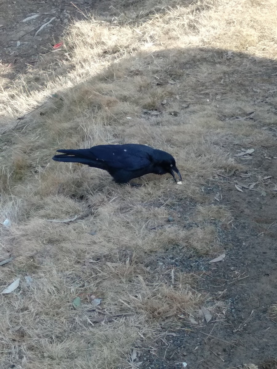 Australian Raven - ML189527841