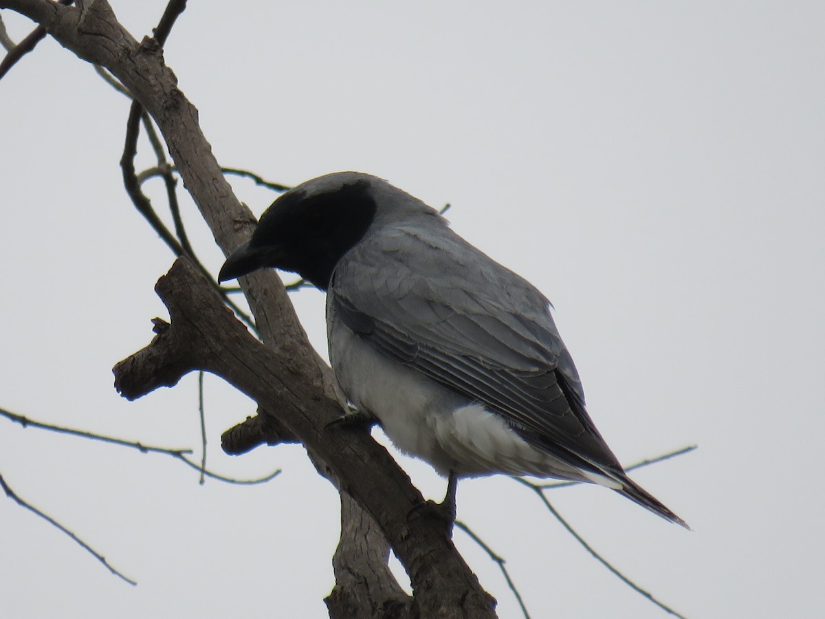 Black-faced Cuckooshrike - ML189528311