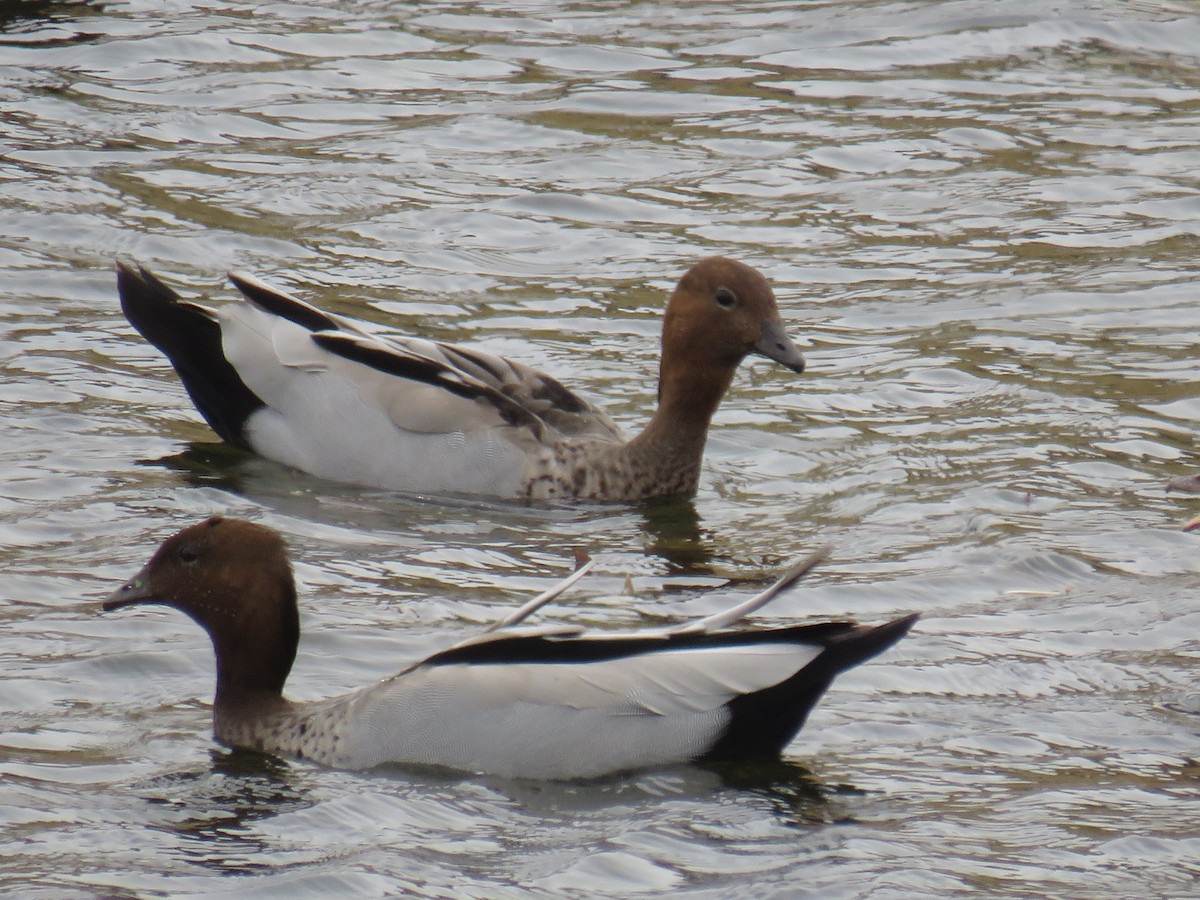 Maned Duck - ML189528481