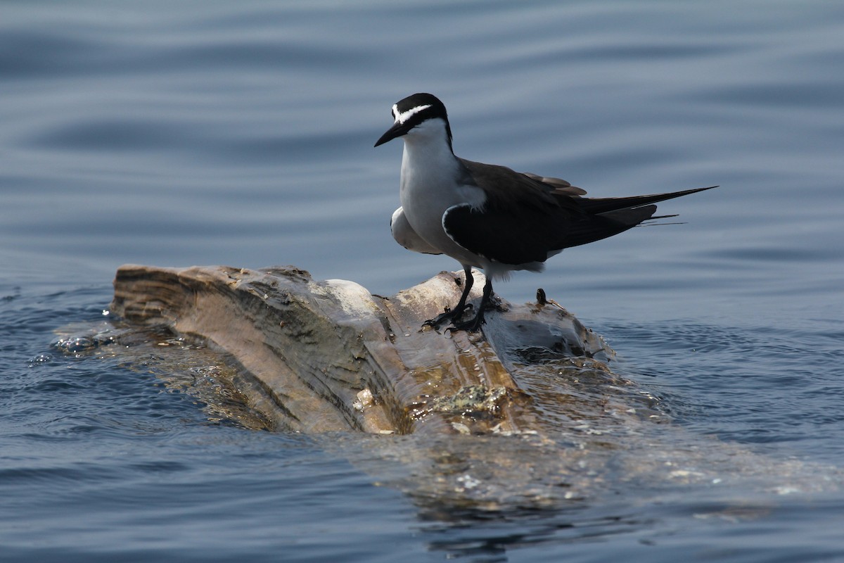 Bridled Tern - ML189529631