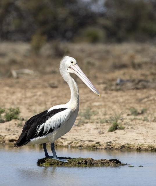 Australian Pelican - ML189529771