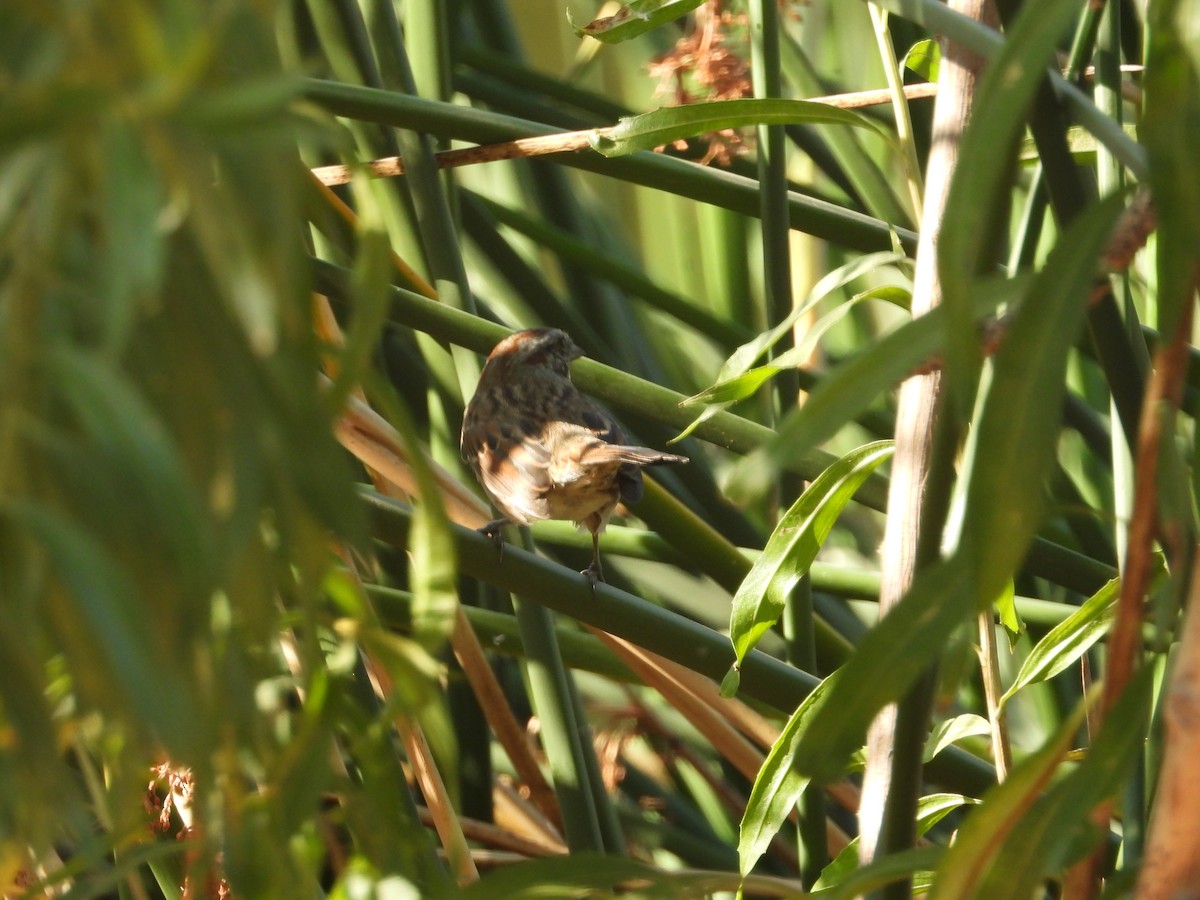 White-crowned Sparrow - ML189530101