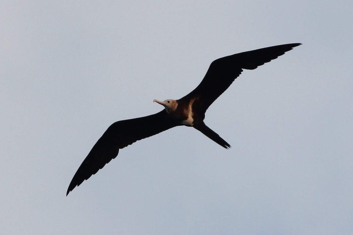 Lesser Frigatebird - ML189530451