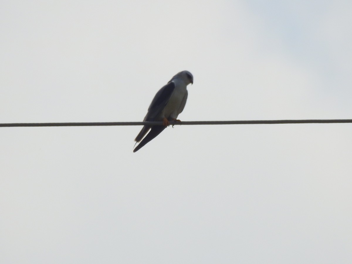 Black-winged Kite - Shamim Akhtar Sufi