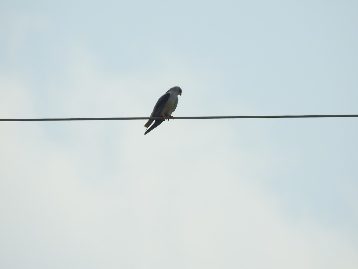 Black-winged Kite - Shamim Akhtar Sufi