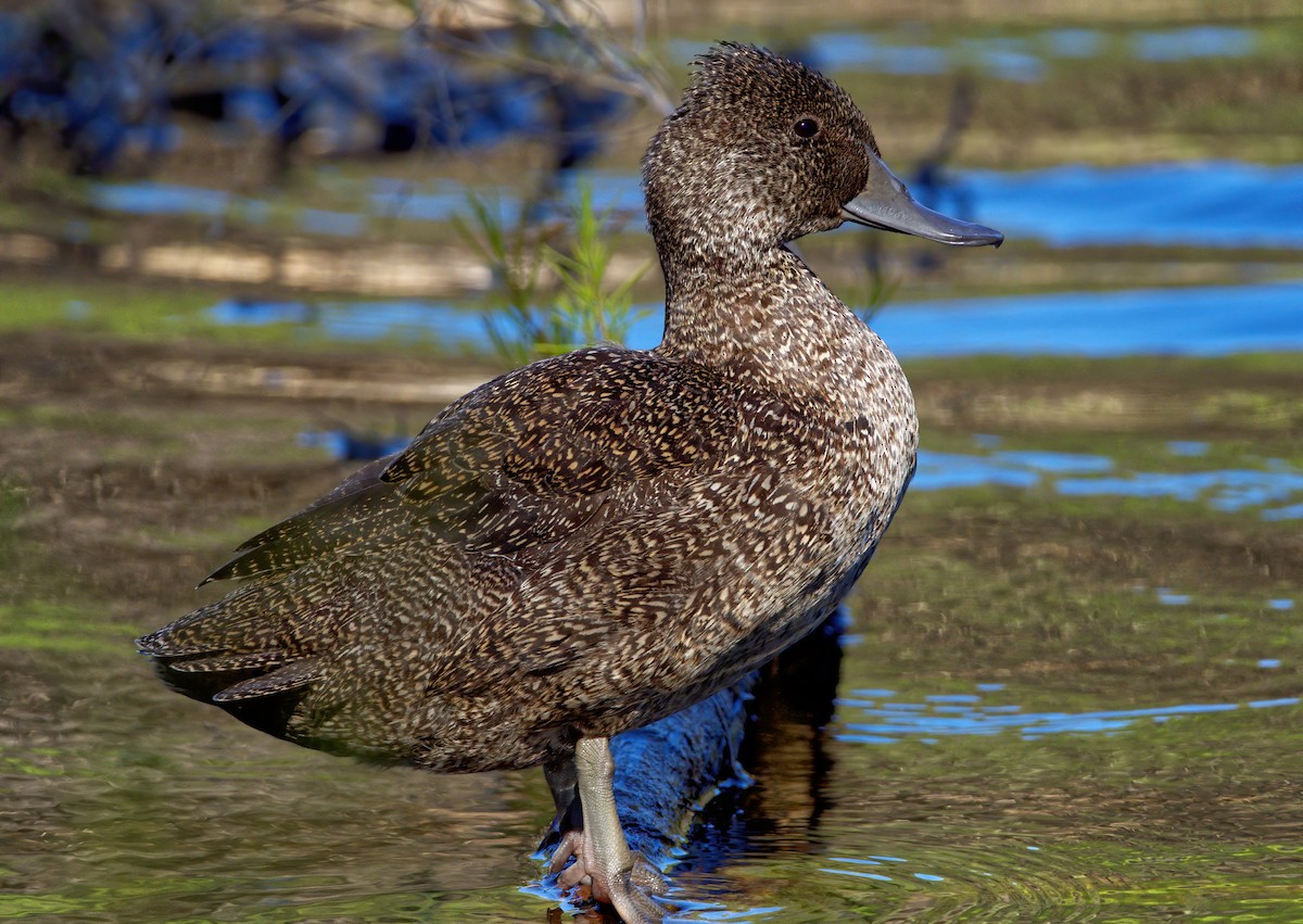 Freckled Duck - Peter Higgins