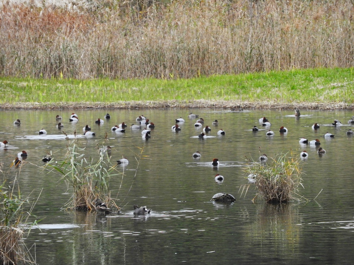 Common Pochard - ML189532721