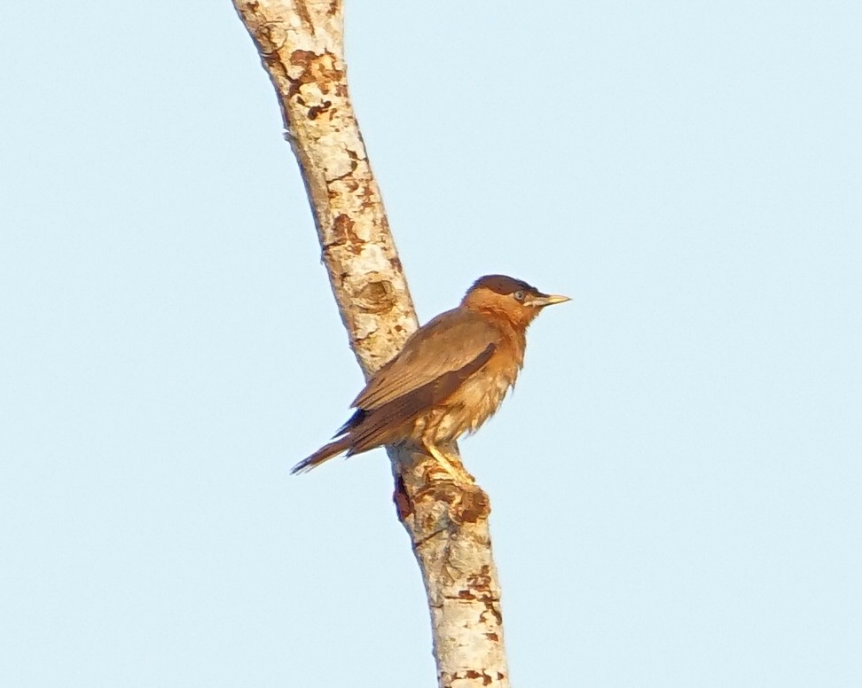 Brahminy Starling - ML189533661