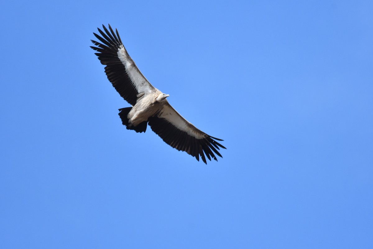 Himalayan Griffon - Ian Hearn