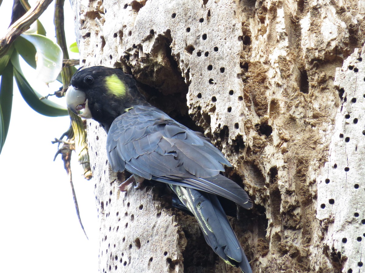 Yellow-tailed Black-Cockatoo - ML189534341