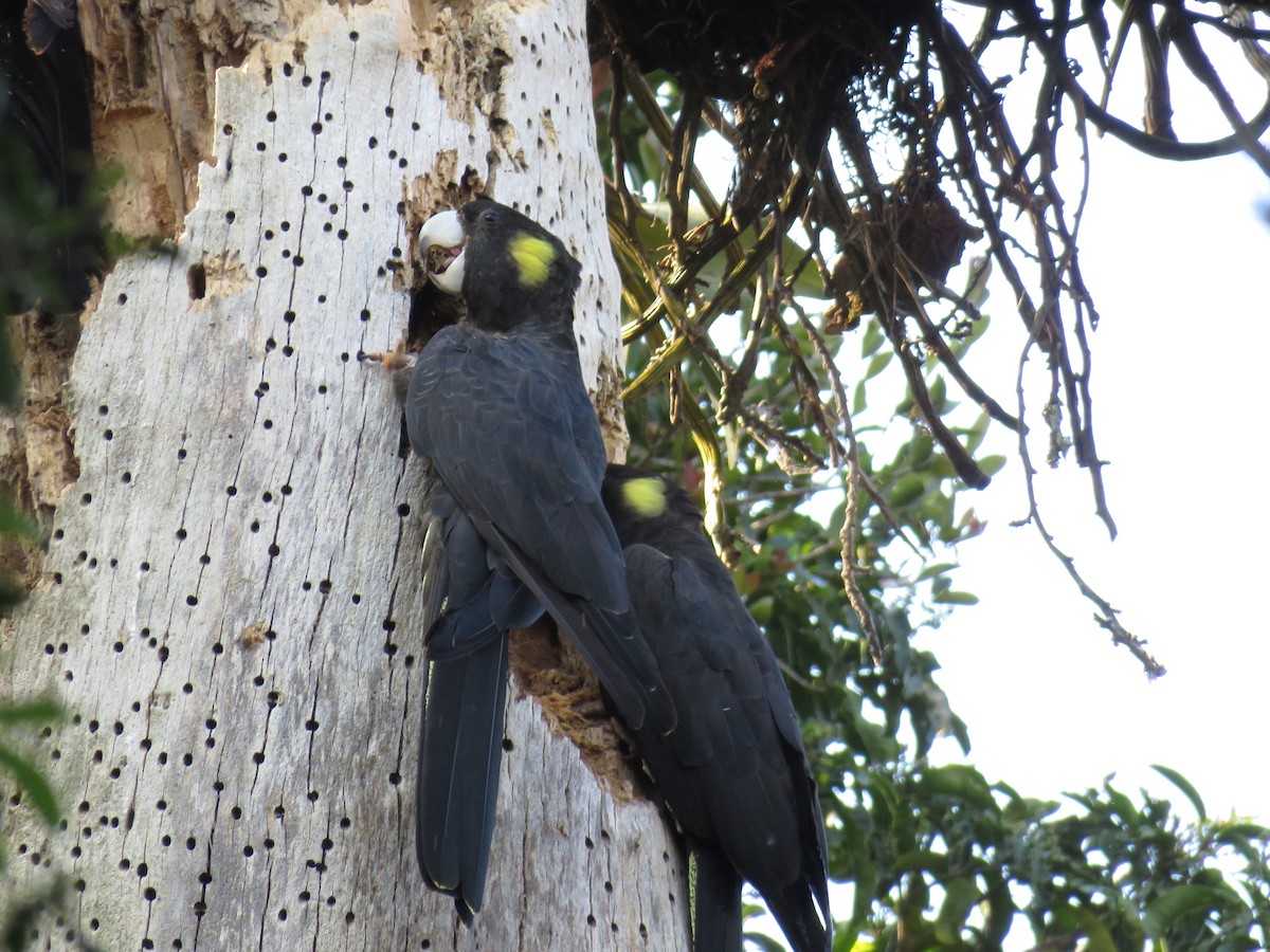 Yellow-tailed Black-Cockatoo - ML189534351