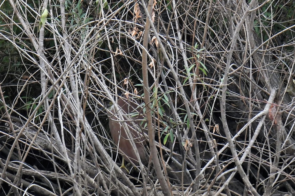 Nankeen Night Heron - ML189535451