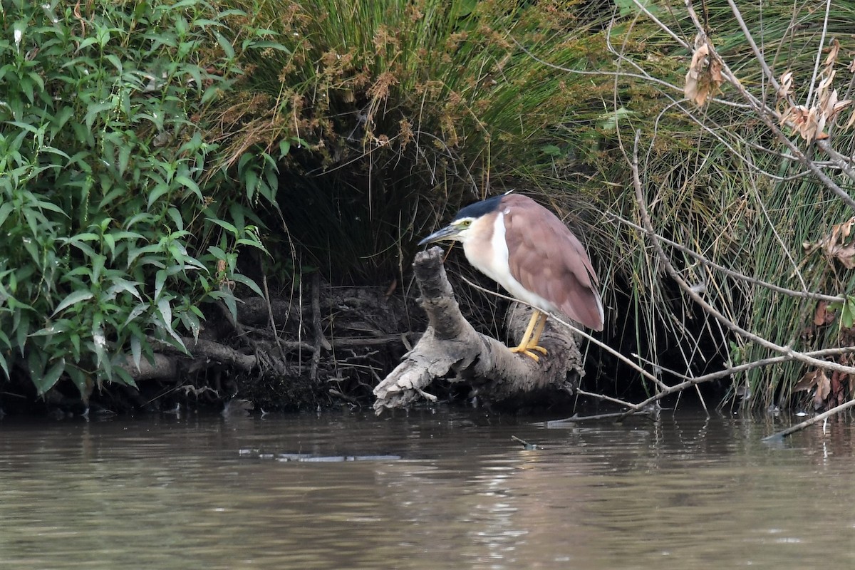 Nankeen Night Heron - Chris Munson