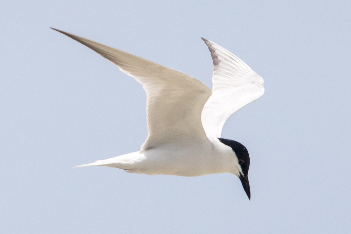 Gull-billed Tern - Leonardo Rassu