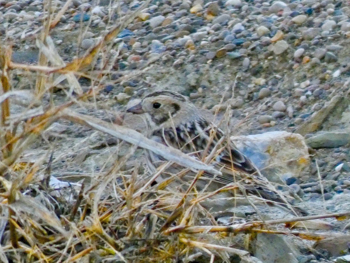 Lapland Longspur - ML189537081