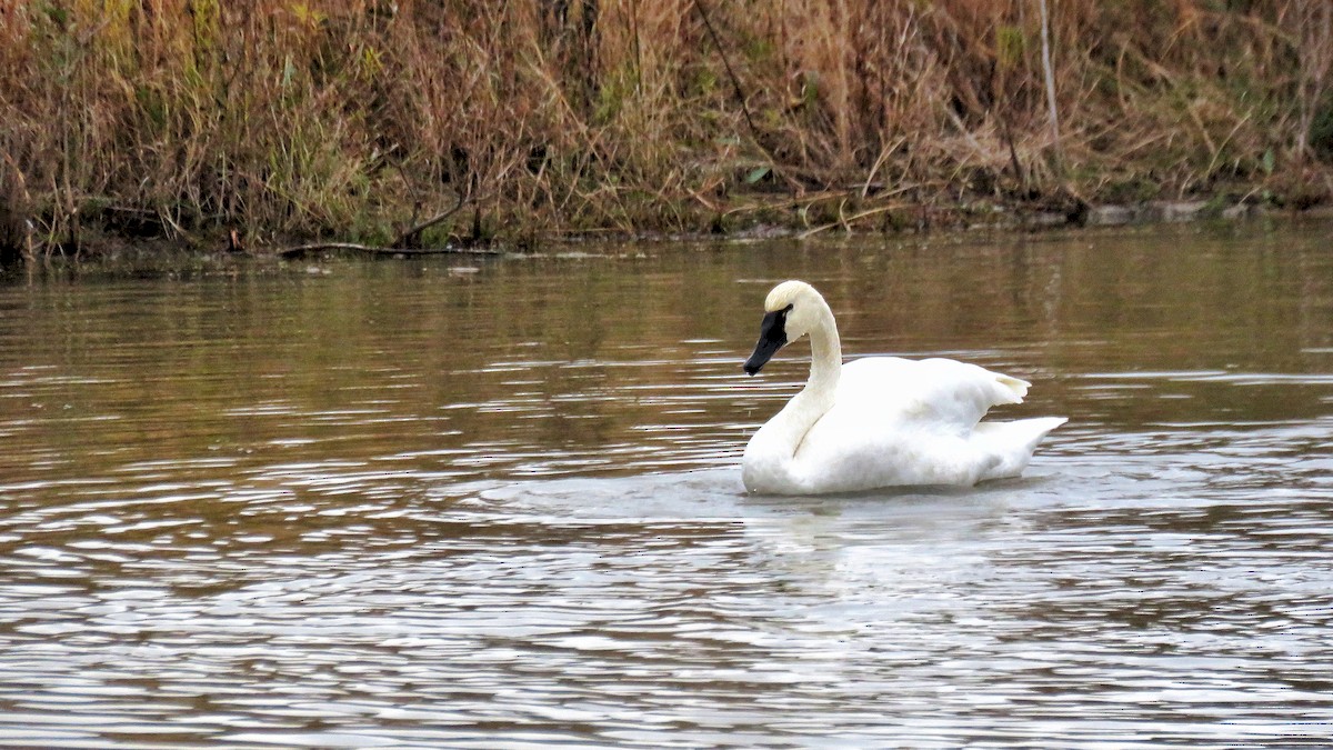 Tundra Swan - ML189537601