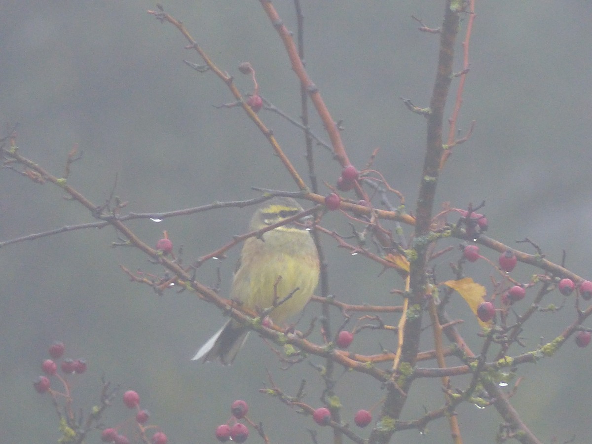 Cirl Bunting - ML189538271