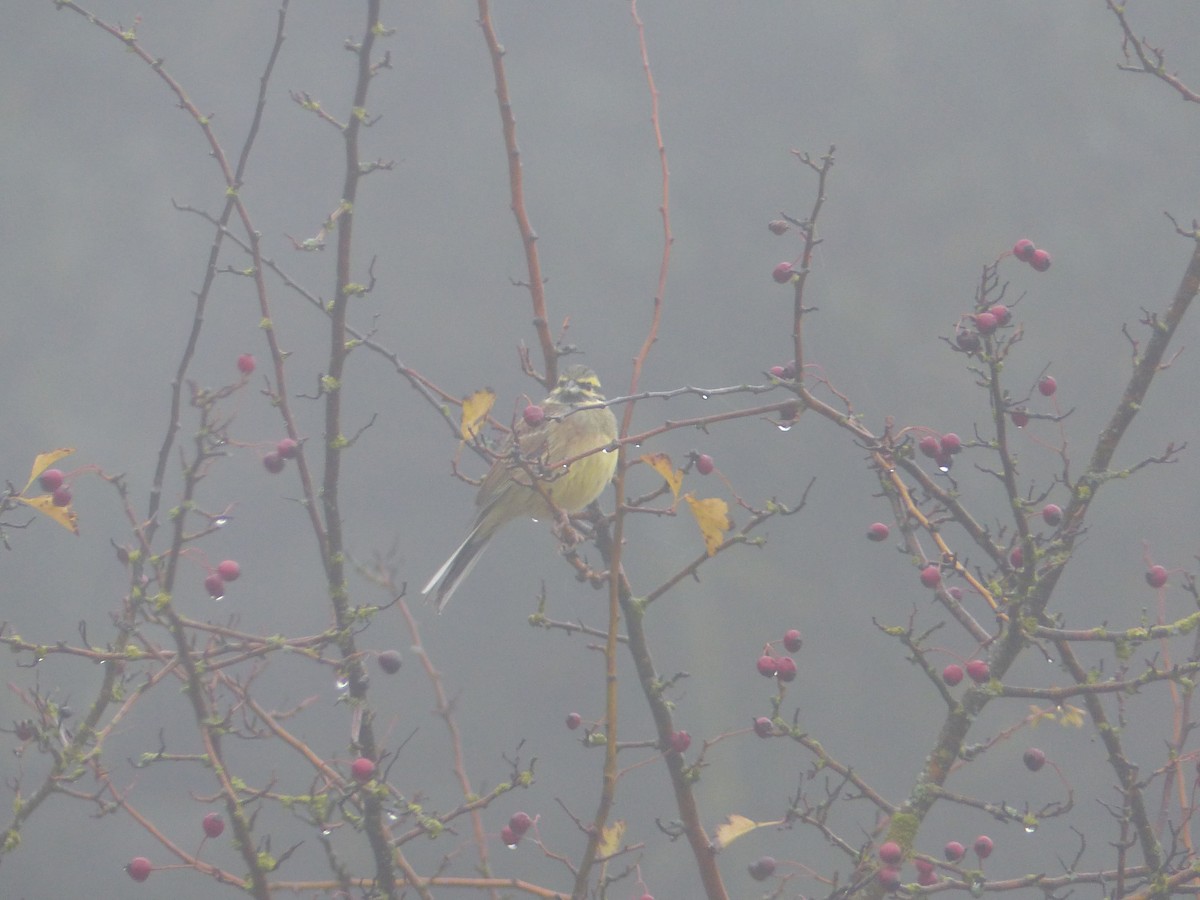 Cirl Bunting - ML189538281