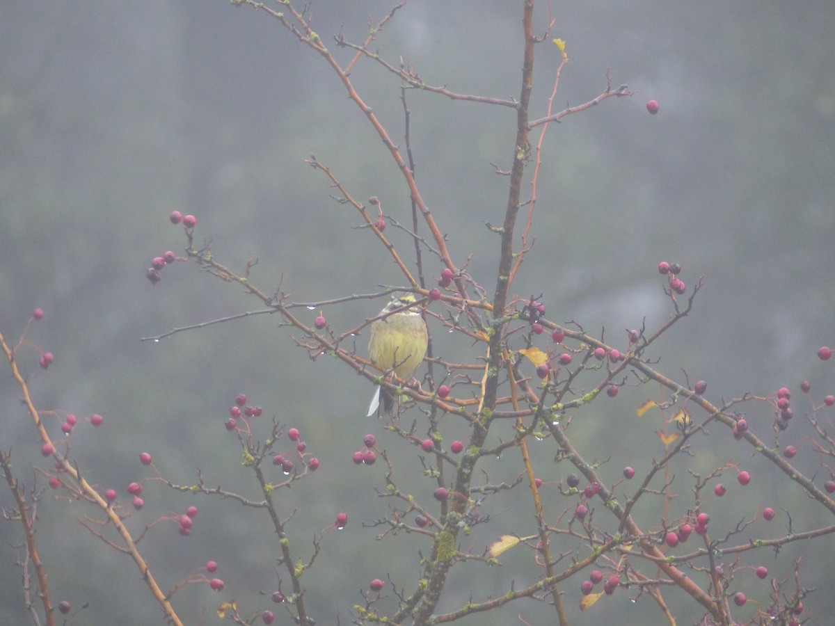 Cirl Bunting - ML189538291