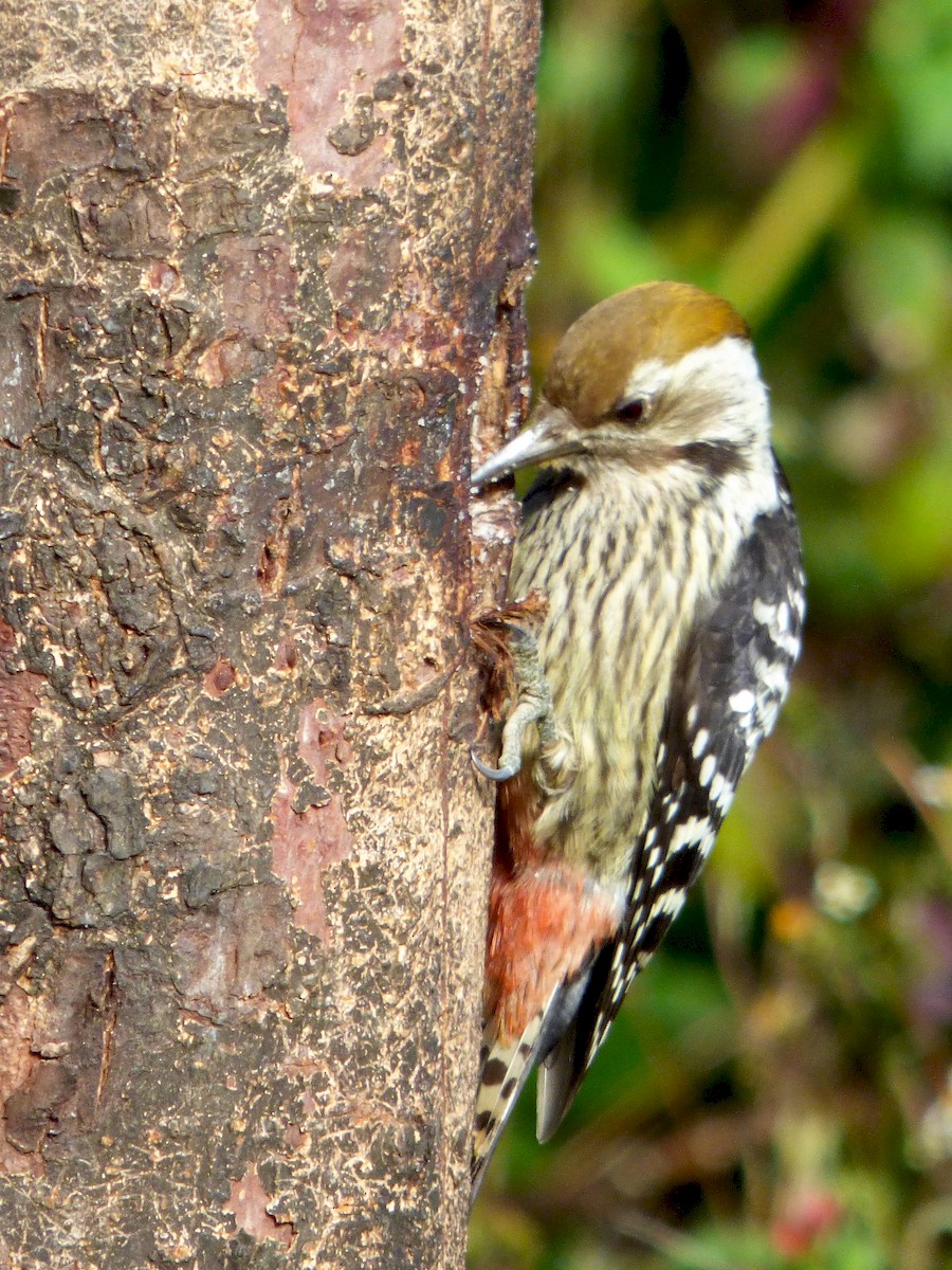 Brown-fronted Woodpecker - Rustom Jamadar