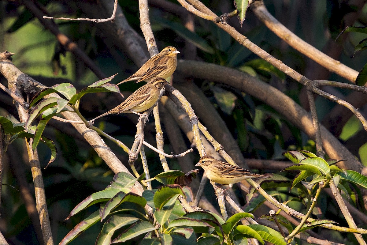 Вівсянка лучна - ML189539381