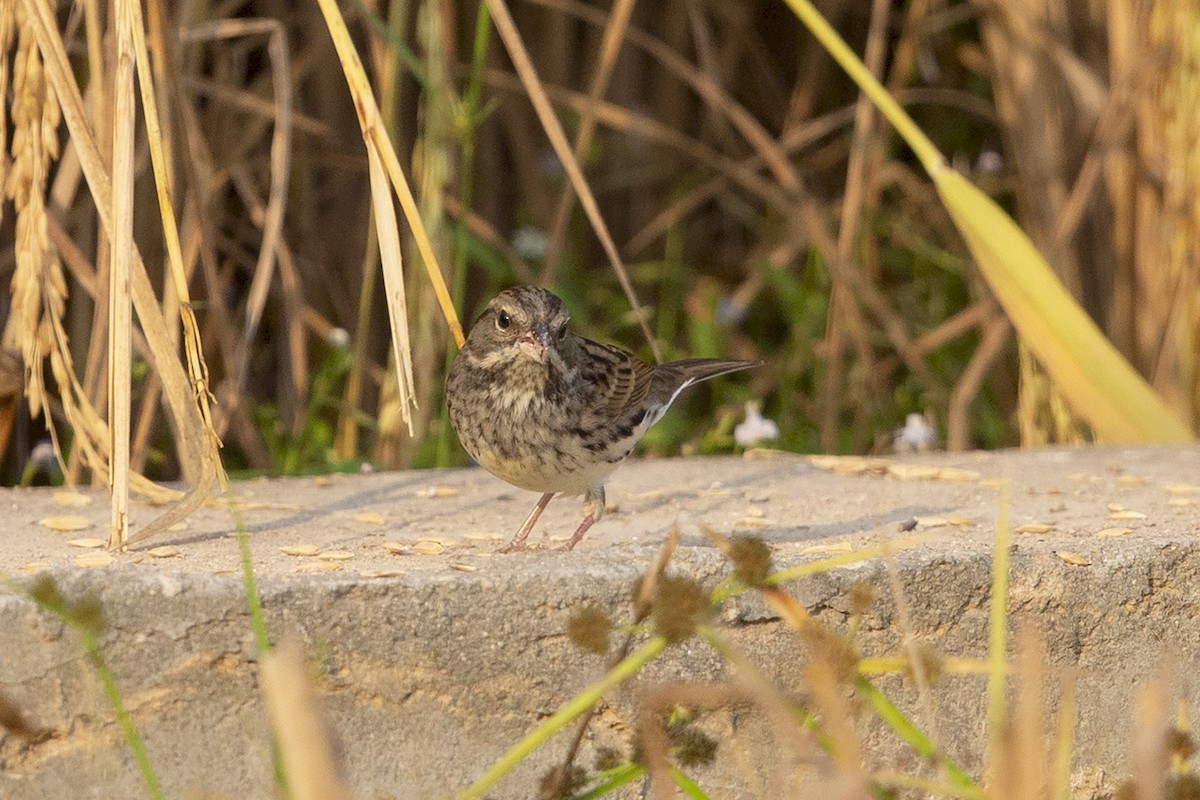 Black-faced/Masked Bunting - ML189539461