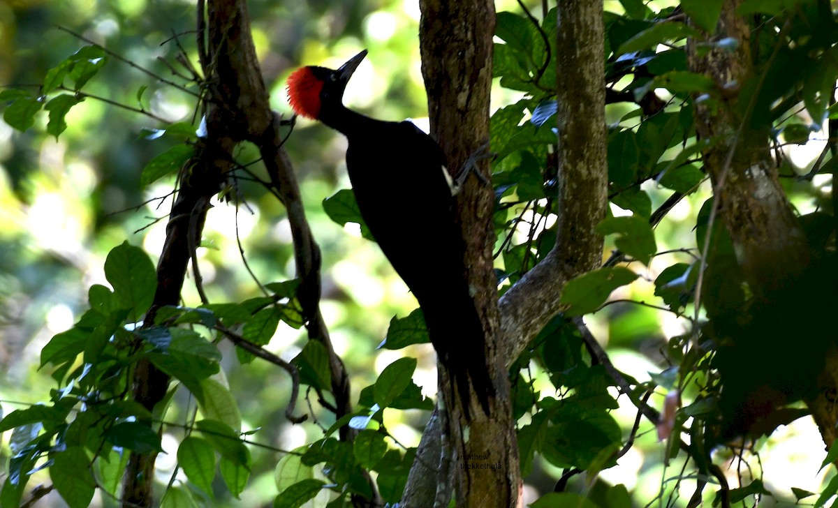 White-bellied Woodpecker - mathew thekkethala