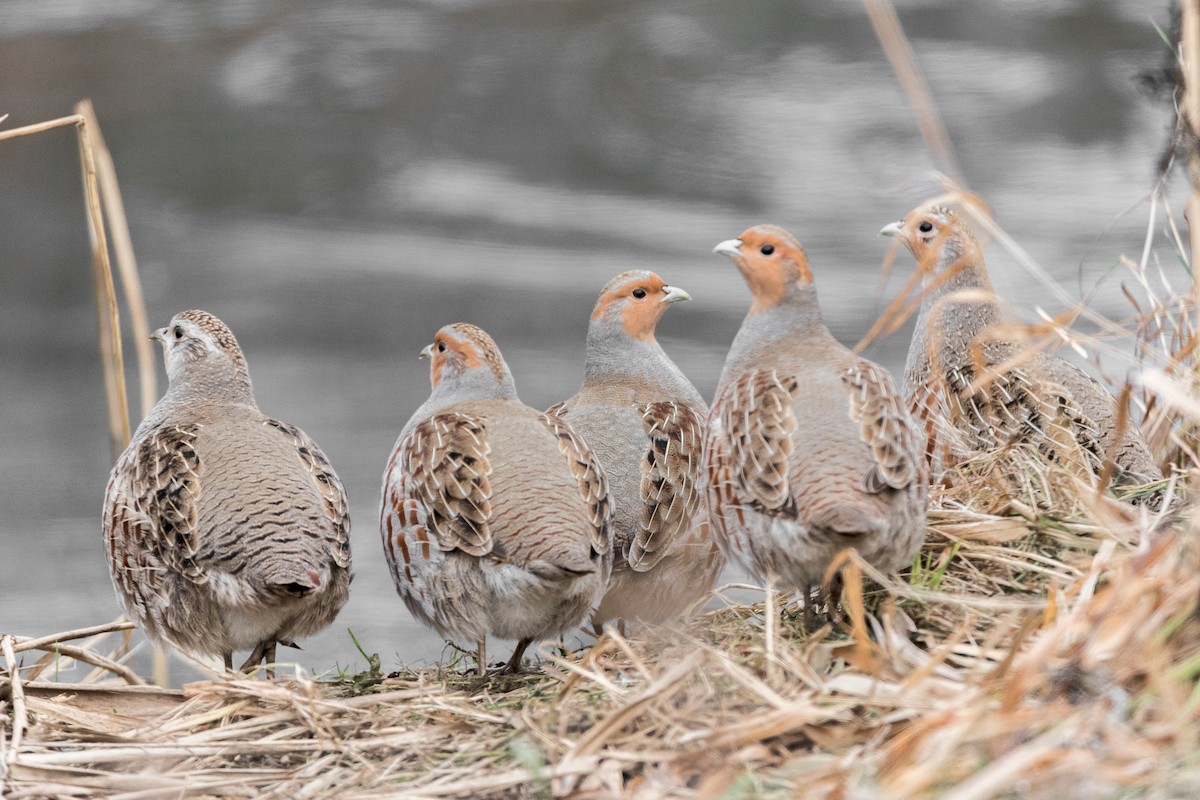 Gray Partridge - ML189545831