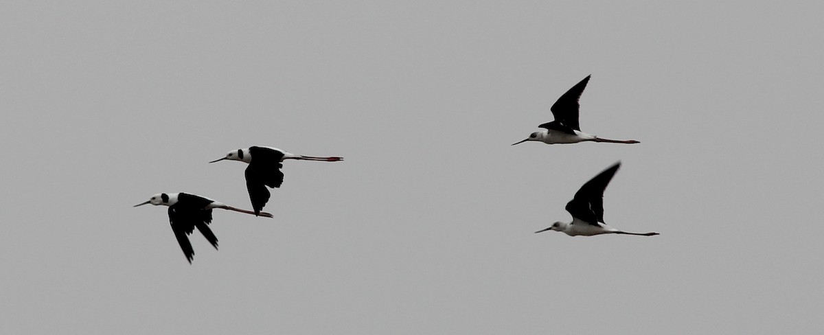 Pied Stilt - ML189546681