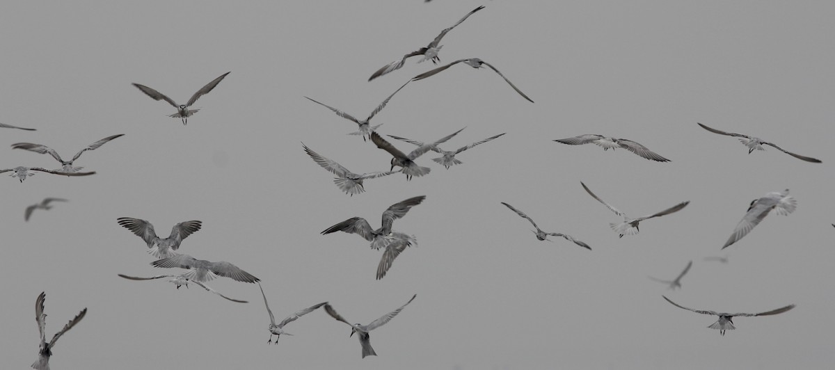 Whiskered Tern - Christian Goenner