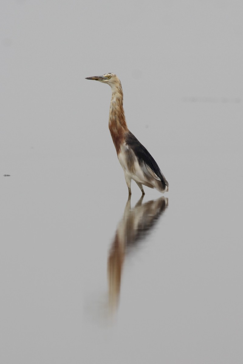 Javan Pond-Heron - ML189547071