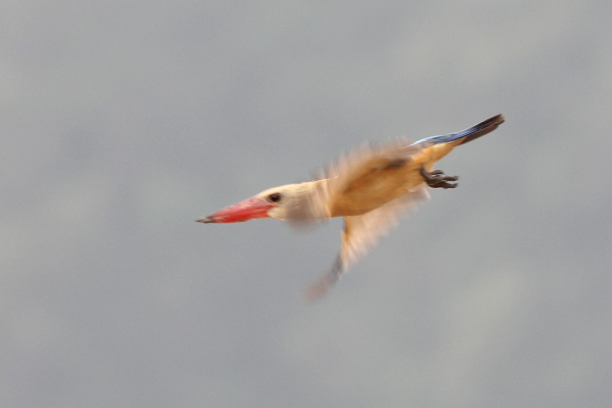 Stork-billed Kingfisher - ML189547141