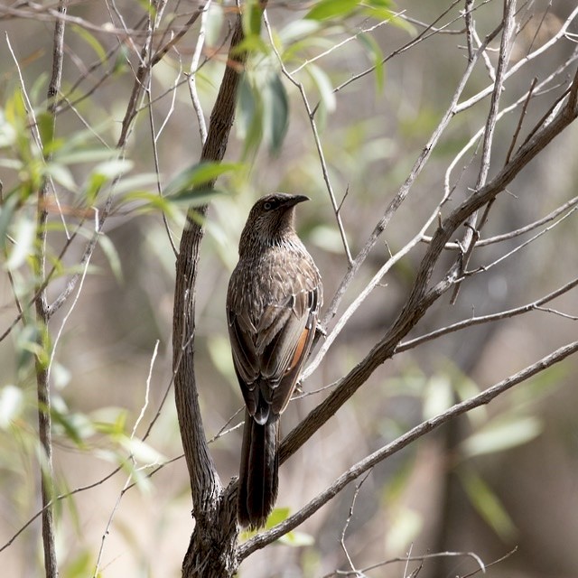 Little Wattlebird - ML189548211