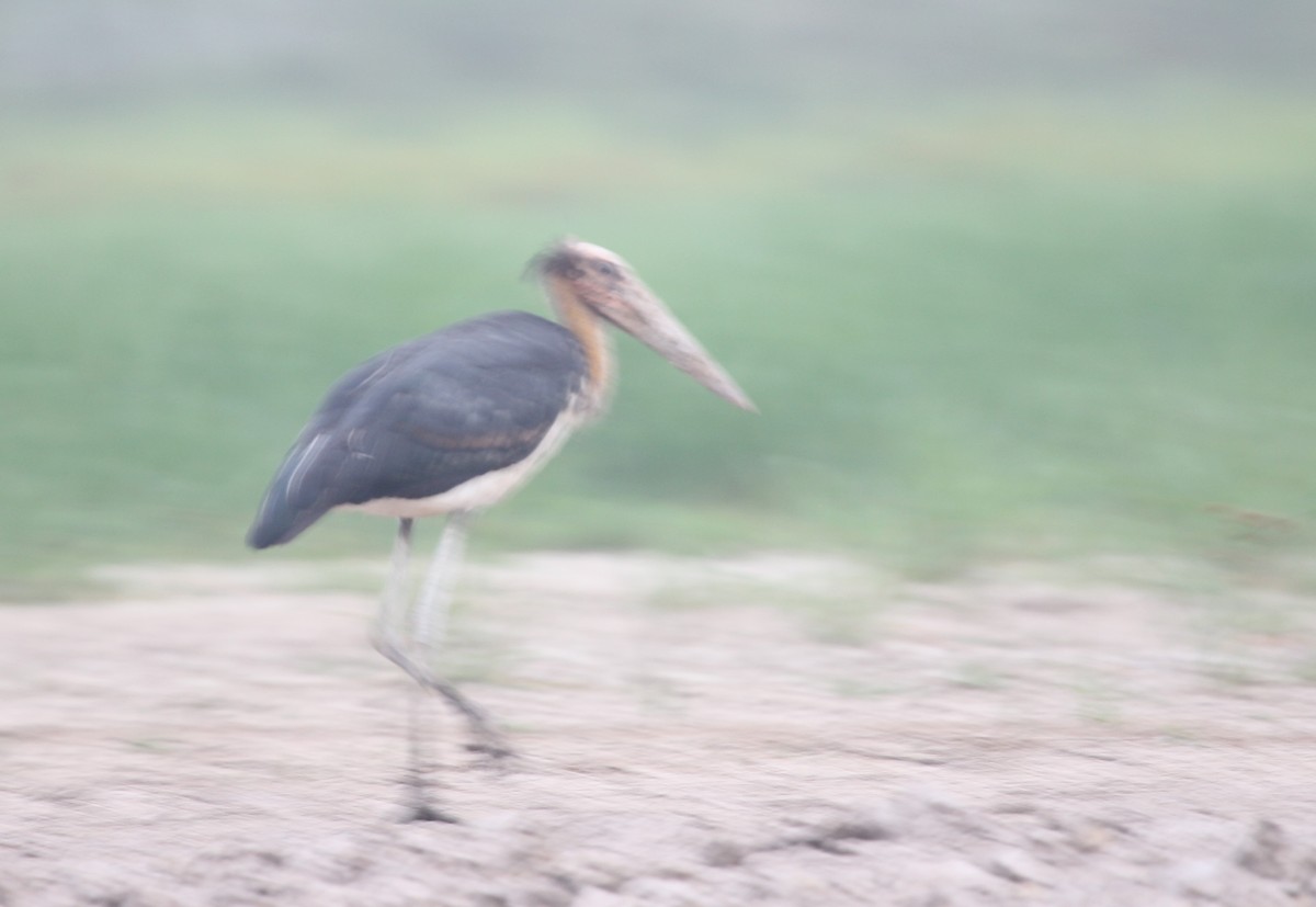 Lesser Adjutant - ML189548421