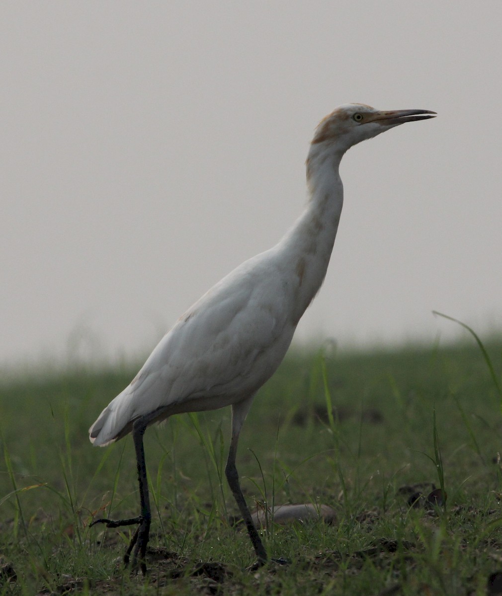 Eastern Cattle Egret - Christian Goenner