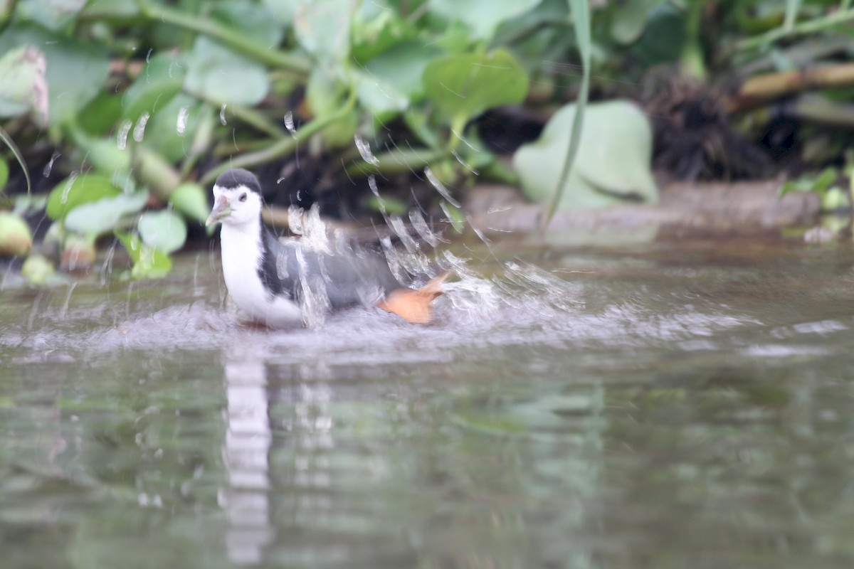 White-breasted Waterhen - ML189549661