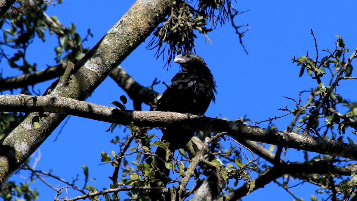 Smooth-billed Ani - Anonymous