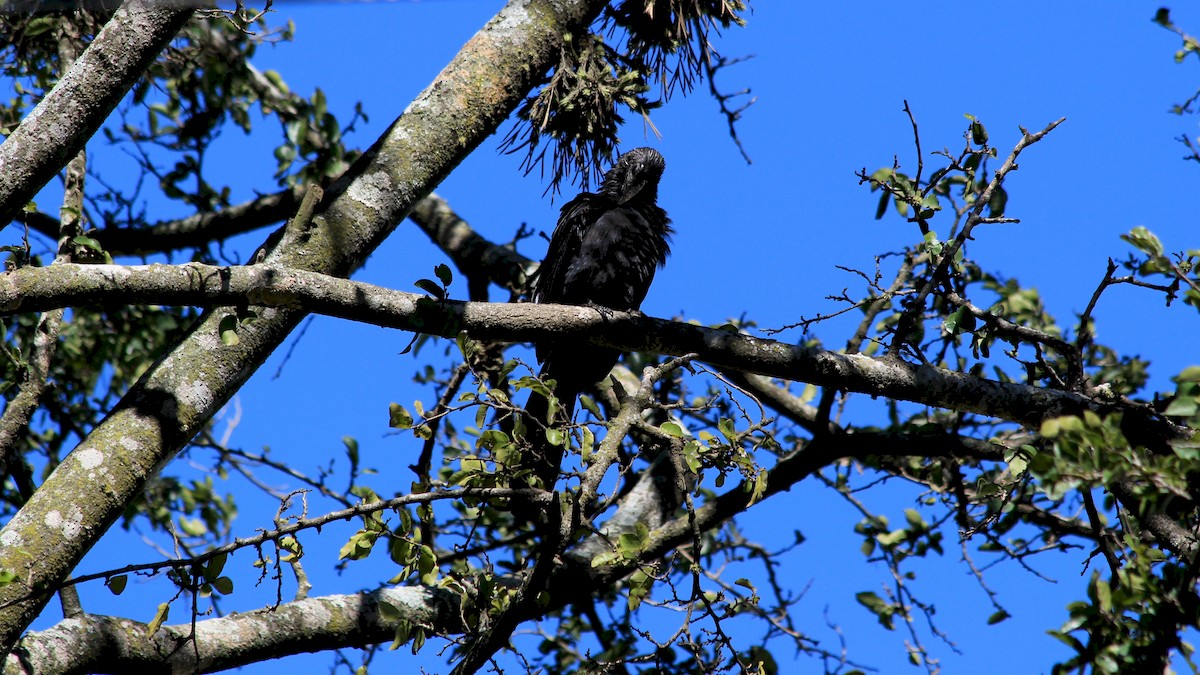 Smooth-billed Ani - Anonymous