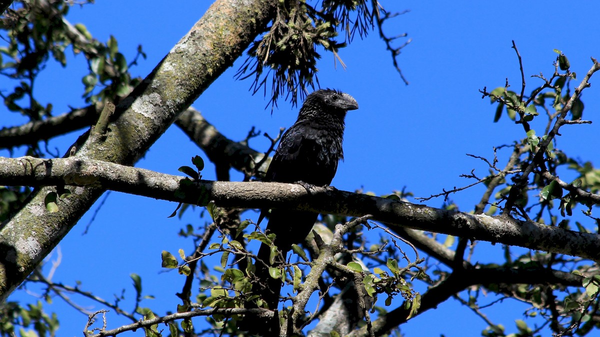 Smooth-billed Ani - Anonymous