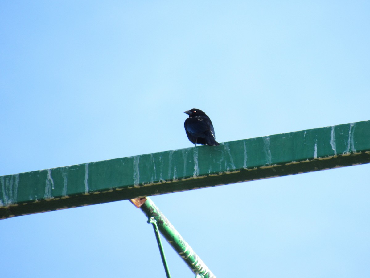 Bronzed Cowbird - Hector Tadeo Torres Luna