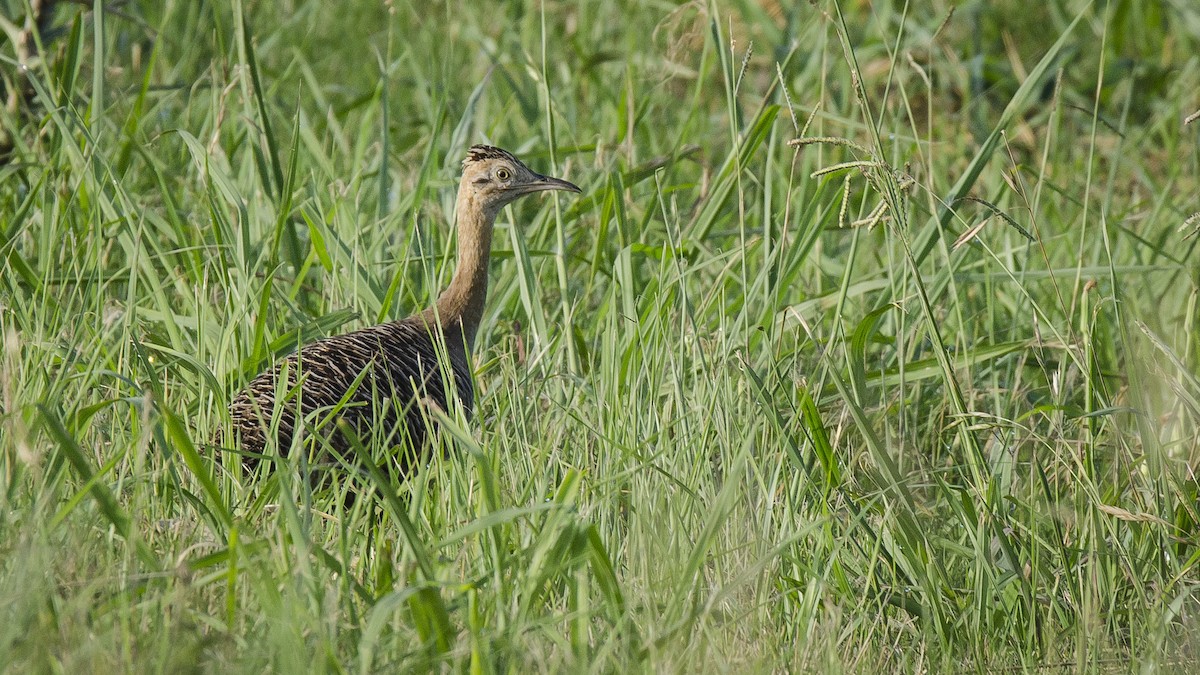 Red-winged Tinamou - ML189555031