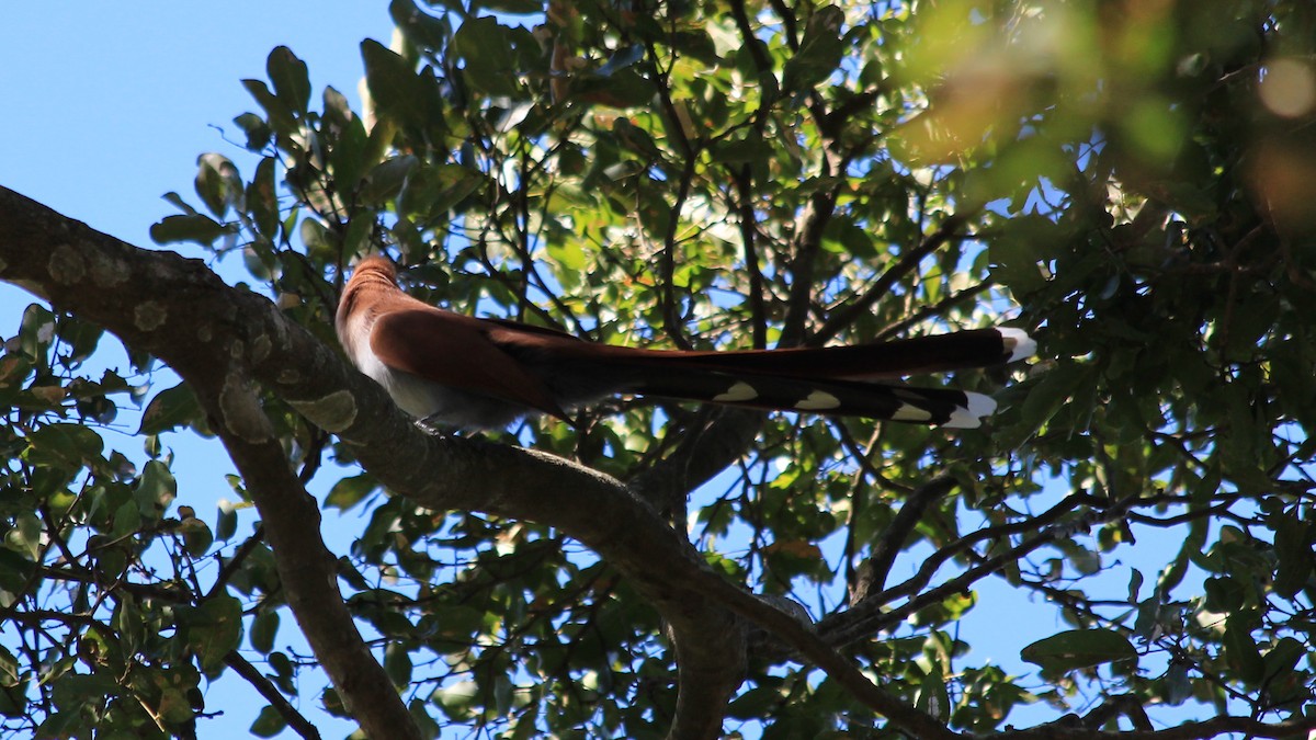 Squirrel Cuckoo - Anonymous